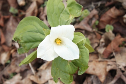 Large-flowered Trillium (Trillium grandiflorum). An impressive white flower with three petals--as the name suggests. This trillium has the largest and most conspicuous flower. Sewickley Heights Boro Park, PA, April, 2016.