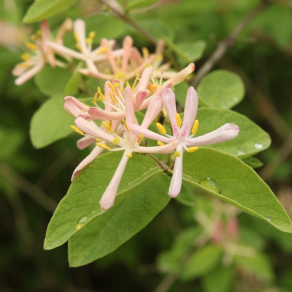 Japanese Honeysuckle (Lonicera japonica). An invasive bush or vine. The plant's flowers do provide nectar and pollen, however, the plant is aggressive in moist areas and often overcrowds many other species. North Park, Pennsylvania. May, 2015.